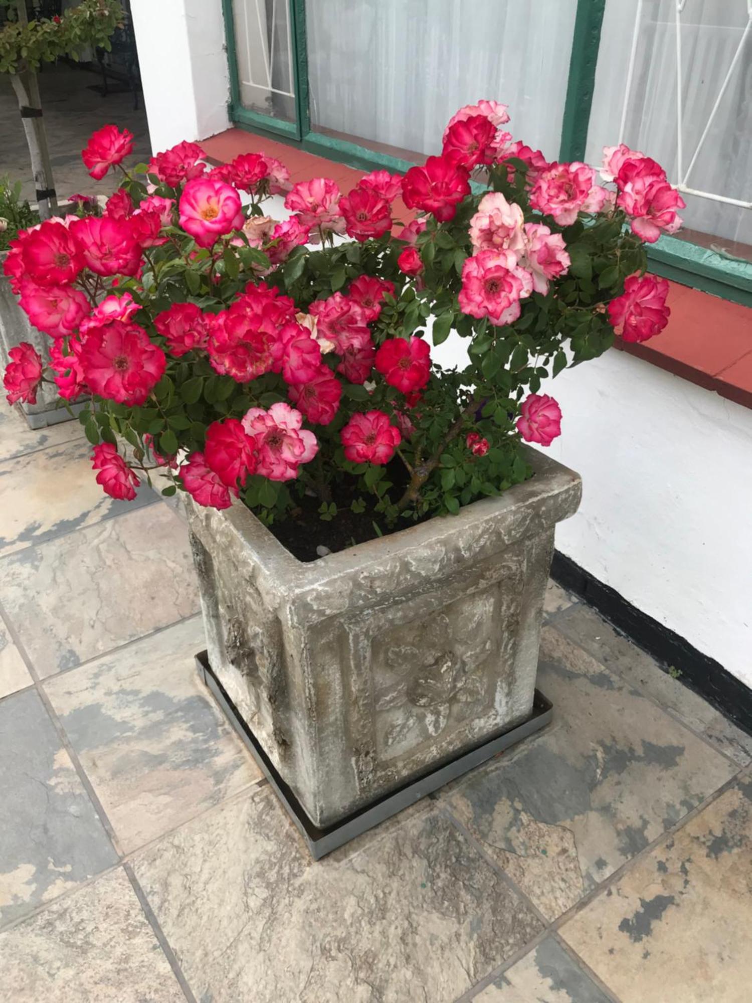 קולסברג Colesview Guest House מראה חיצוני תמונה